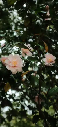 世間沒有什么聲音比沉默更洪亮了，如果一個人能讀懂你的沉默，那他絕不會誤解你的語言。配圖