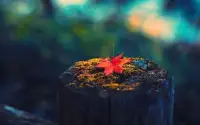 人真正的強大，不是去征服什么，而是能承受什么。所有的苦，都是成長必經的潰爛；所有的難，都要自己一道一道去蹚。既然風雪躲不過，倒不如接納當下，順勢而為。配圖