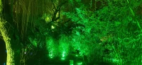 綠色森林配圖