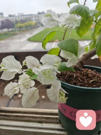 又下雨了
一場(chǎng)秋雨一場(chǎng)寒
你可備好了過冬的衣衫？配圖