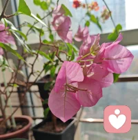 我健忘
但是健忘真的很好
它讓我活在當下
心隨其流
感受此時此刻
此情此境配圖