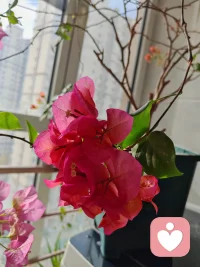 不被大風吹倒配圖