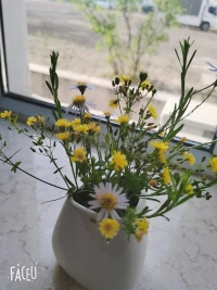 真正意義上的生命之美，不是它長得筆直，嬌嬌嫩嫩開出漂亮的花；而是在陡峭的懸崖上，沒有土壤或只有一點土壤，都能夠把頭揮出來，努力生長努力開花！那才是生命之美！配圖