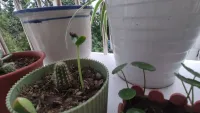 種下一顆種子，讓它慢慢生長發芽配圖