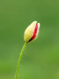 想象一下，當你疲憊時，有一個人能夠默默陪伴在你身邊，無需多言，一個眼神，一個微笑，就能讓你感到溫暖。這就是“靈魂伴侶”的魅力所在。配圖