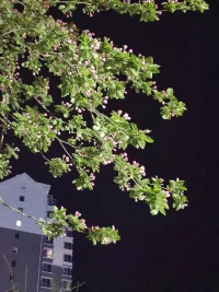 世上之事，就是這樣，該來的自然會來，不該來的盼也無用，求也無益。有緣，不推，無緣，不求。來的，歡迎，去的，目送。一切隨緣，順其自然。配圖