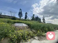 在家就靠近童年，靠近那些会说话的花草树木。离开家就是一场心灵放逐，彻底自由。