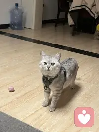 小猫咪🐈太可爱噜～