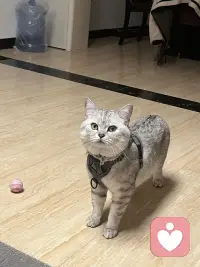 小猫咪🐈太可爱噜～