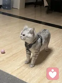 小猫咪🐈太可爱噜～