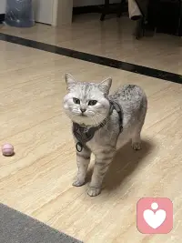 小猫咪🐈太可爱噜～