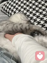 小猫咪🐈太可爱噜～