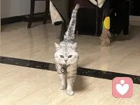 小猫咪🐈太可爱噜～