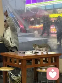 有猫咪的店铺 干净卫生