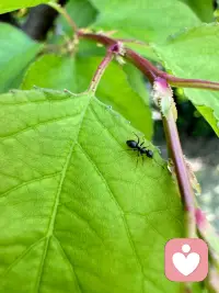 在人生的漫長(zhǎng)旅程中，情感如同變幻莫測(cè)的風(fēng)云，時(shí)而溫柔拂面，時(shí)而狂風(fēng)驟雨。我們?cè)趷?ài)與被愛(ài)中尋找著生命的意義，卻也常常在情感的迷宮中迷失方向，
當(dāng)愛(ài)情讓你歡喜讓你憂，我會(huì)陪伴你梳理那些復(fù)雜的情緒，幫助你理解自己的需求和期望，學(xué)會(huì)在愛(ài)中保持獨(dú)立與自我，當(dāng)友情出現(xiàn)裂痕，我會(huì)引導(dǎo)你審視關(guān)系中的問(wèn)題，找到修復(fù)的方法，當(dāng)親情帶來(lái)壓力，我會(huì)與你一同探討如何建立健康的邊界，讓愛(ài)得以更好地流動(dòng)。配圖