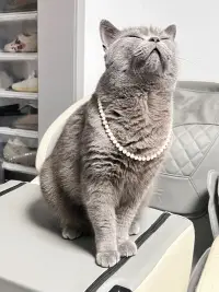 小貓的任務就是一直愛主人??配圖