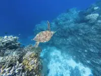 如何突破不想要的生活模式
1.先找到自己被哪種感受綁架，不被愛，不被尊重，需要有用，自卑（我不夠好，我沒人家好））…??
2.認(rèn)清它是自己的模式，情結(jié)，而不是真是的，并且下定決心不再被他愚弄，綁架。
3.每次他出現(xiàn)的時候，一定看到他，帶著理解跟他說：
：我看到你了，我接受你的存在，但是我不會讓你來干擾我看待事物和人的方式，
更不會聽你發(fā)號施令，去影響我的行為。配圖