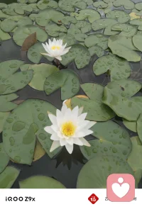 让花成🌸花，让树成🌲树，，，应无所住，而生其心配图