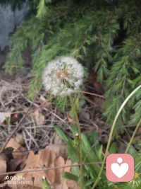 蒲公英花语“无法停留的爱”，但它还有另外一层更积极的意思——“随遇而安的自由”和“重获新生的希望”。就像你眼前这株，风把它吹到哪里，它就在哪里落地生根，不管是在水泥缝里还是枯叶堆里，都能努力开出花来。配图