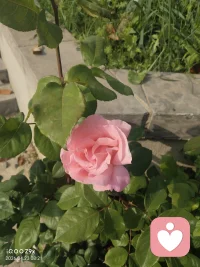 倘若你无法让自己开心^_^
那么别人更不能💔配图