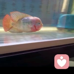 幸福的头像
