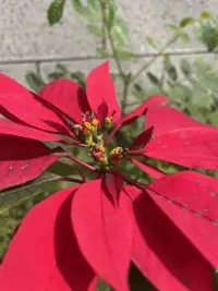 生命，如紅色般絢麗奪目！你的生命就是你的驕傲！配圖
