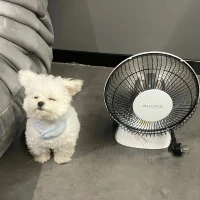 就讓小狗狗來治愈你吧，周末愉快呀。配圖