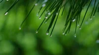 最近的雨，下的過于認真了點。配圖