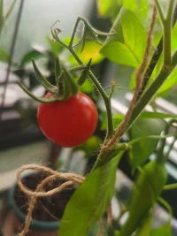 我好喜欢我自己呀。既能种菜又会养花，赚钱还不忘了貌美如花，哈哈哈，我好喜欢我自己呀～配图