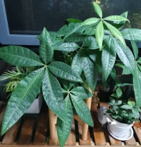 我的發(fā)財(cái)樹它經(jīng)受住了高溫的考驗(yàn)，枝繁葉茂的，所以我也快發(fā)財(cái)了嘛哈哈哈～配圖