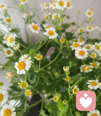 為什么咨詢師不會直接告訴我，應該怎么做？ 
  因為心理咨詢是協助來訪者解決心理層面的問題、是一個助人自助的過程，更是一個“擴容”的過程。就如，咨詢師為你開啟一扇窗，讓更多的新鮮空氣進來，讓更多值得嘗試的可能進入你的心靈之屋；鼓勵和支持你去反省、去突破、去選擇、去行動，但不會直接替你解決現實層面的問題，也不會替你做出選擇。
  另外一方面，因為人有著非常深刻的需求，更希望自己看清楚自己，自己找到出路，而隨著咨詢的深入，你可能也會看到自己這份深刻而根本的需求。所以咨詢師不會直接告訴你應該怎么做。配圖