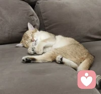 很多人對心理學有誤解，覺得心理學就是雞湯。要么就是學了一點心理學知識以后就在概念里不停打轉，用概念不停分析概念。  其實，應用心理學到生活實際，到人生發(fā)展，以及打開感受，感知真實，身心體驗都是十分重要的，如果不是寫學術論文，不必在概念上過度分析。當然心理學更不是雞湯，如果喂幾口雞湯你就能自助的話，未免也太神奇了吧。配圖