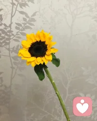 健康的心理，本來就是具有流動性的。我們既能接納獨立，也能接納依賴。既能接納強大，也能接納弱小。接納他人，就是接納自己。
而一旦我們接納了這些品質，我們就開始享受到：一個更自由，更完整，更有心理彈性的人生。配圖