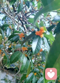 桂花開了！配圖