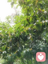 桂花開了！配圖