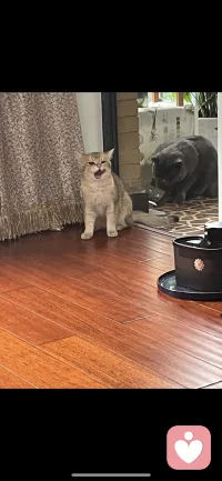 今天不見，寶寶們好像又睿智了哈哈哈哈配圖