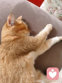 小貓咪能有什么壞心思呢，它只不過想可愛到你，治愈你罷了。?配圖