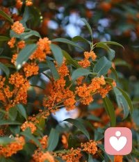 ?欲買桂花同載酒，終不似，少年游。配圖