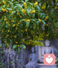?桂花是秋天的詩，帶著桂花香的輕風，可以撫平一切。?配圖