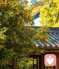 ?桂花是秋天的詩，帶著桂花香的輕風，可以撫平一切。?配圖