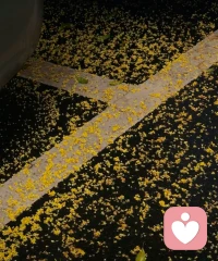 下了一場桂花雨～配圖