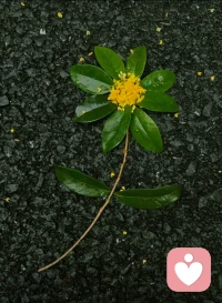 下了一場桂花雨～配圖