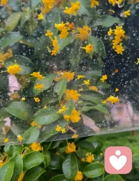 下了一場桂花雨～配圖