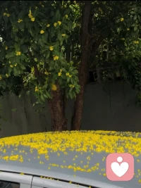 下了一場桂花雨～配圖