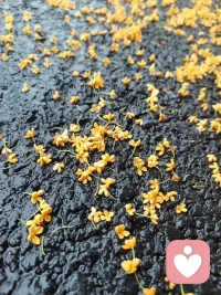 下了一場桂花雨～配圖