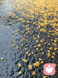 下了一場桂花雨～配圖