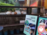 最美不是下雨天，是和你一起躲過雨的屋檐～寺廟里面的貓貓們開飯時間到啦～好可愛吖～配圖