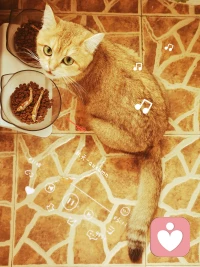 ?沒有一只小貓咪能禁得住小魚干的誘惑～配圖