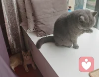 被保潔阿姨支配恐懼的毛孩子，平時在家里橫著打架的兩小只，此刻慫到墻角，哈哈哈哈哈！配圖