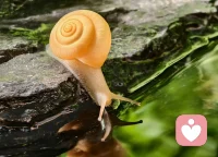 一苦一甜是生活，一朝一夕是日子。慢也好，步子小也好，往前走就好。?配圖